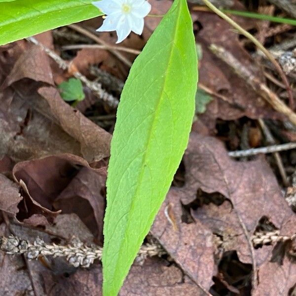 Lysimachia borealis List