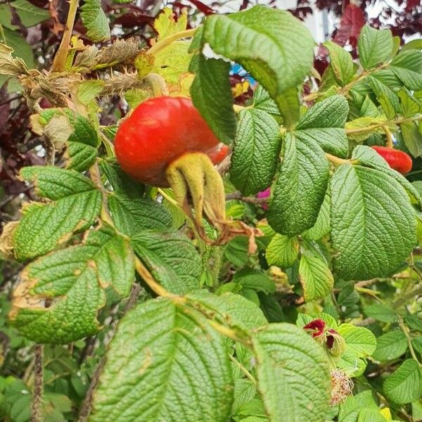 Rosa rugosa Blatt