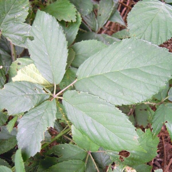 Rubus silvaticus List