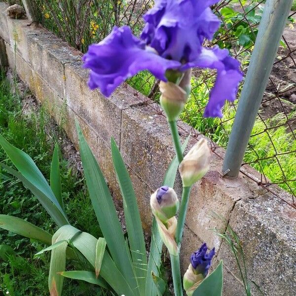 Iris pallida Flower