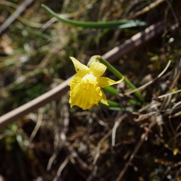Narcissus bulbocodium Цветок