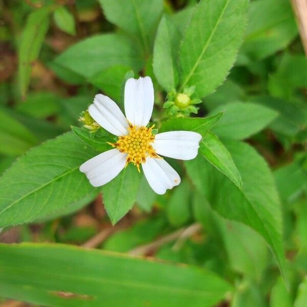 Bidens alba Цвят