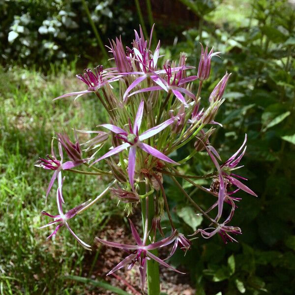 Allium nigrum Çiçek