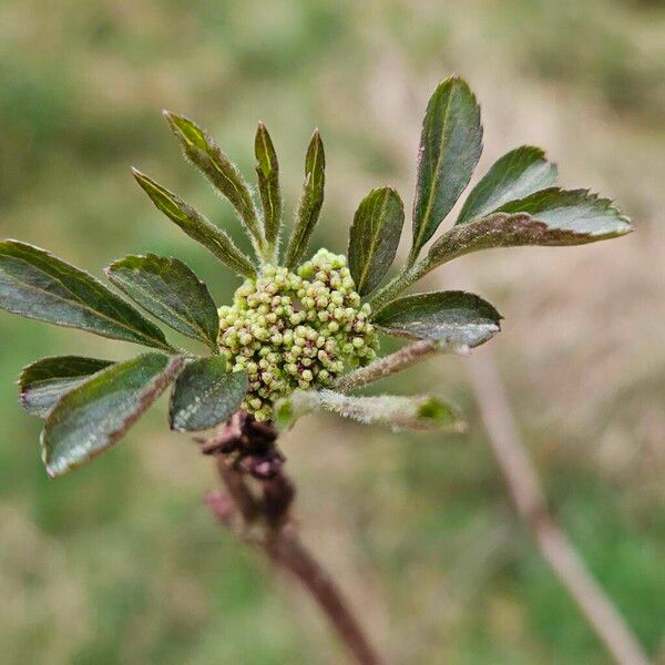 Sambucus racemosa പുഷ്പം