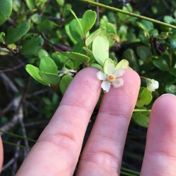 Uromyrtus emarginata Flower