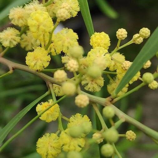 Acacia neriifolia Blomst