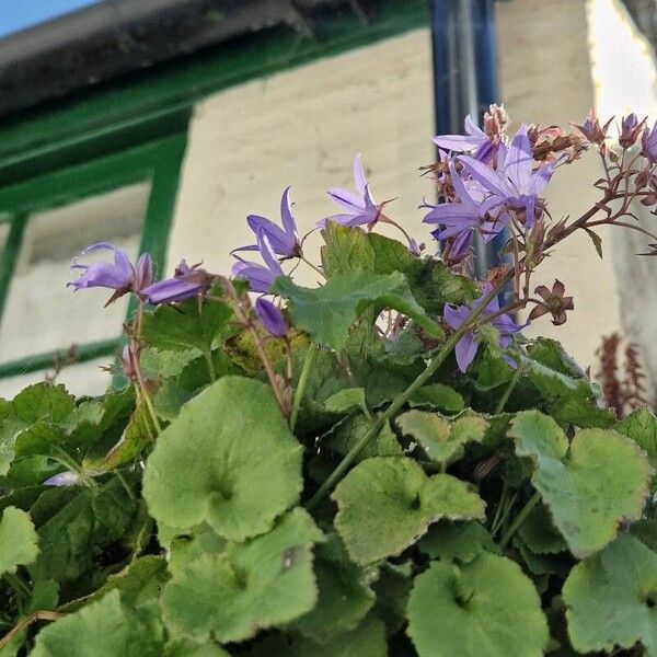 Campanula garganica Blüte