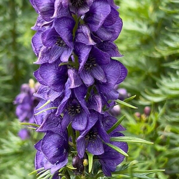 Aconitum napellus Floare