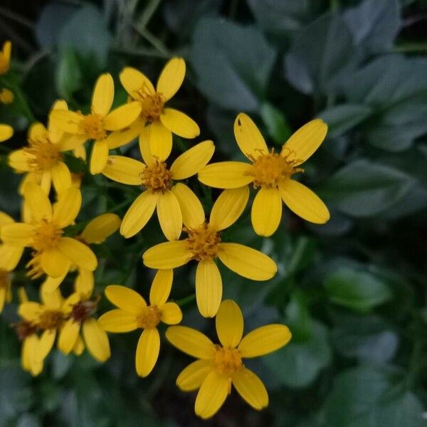 Senecio angulatus Flower