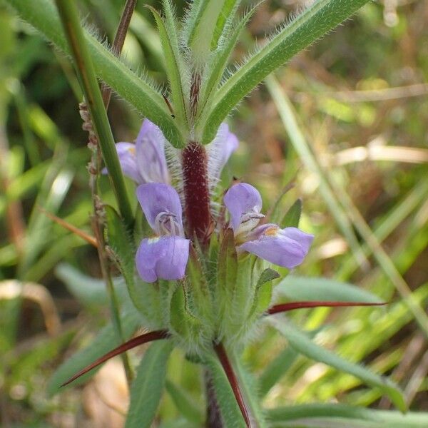 Hygrophila auriculata Květ