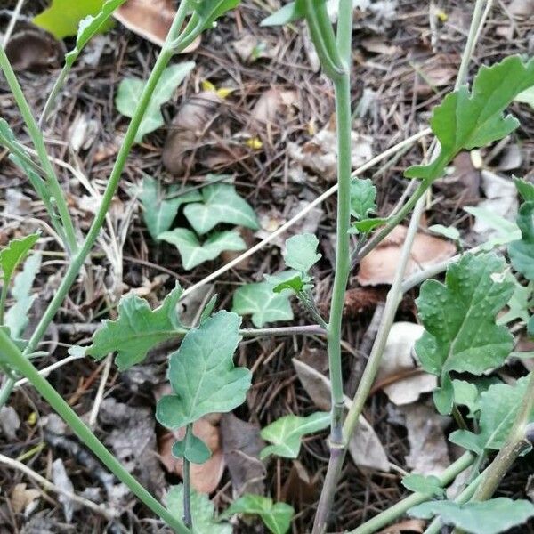 Brassica fruticulosa Leaf