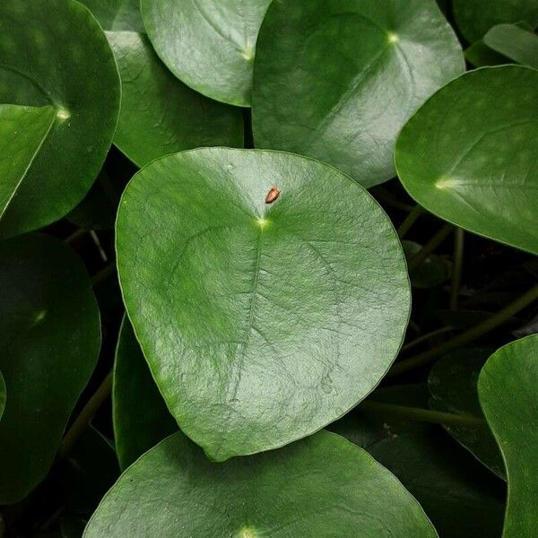 Pilea peperomioides Feuille