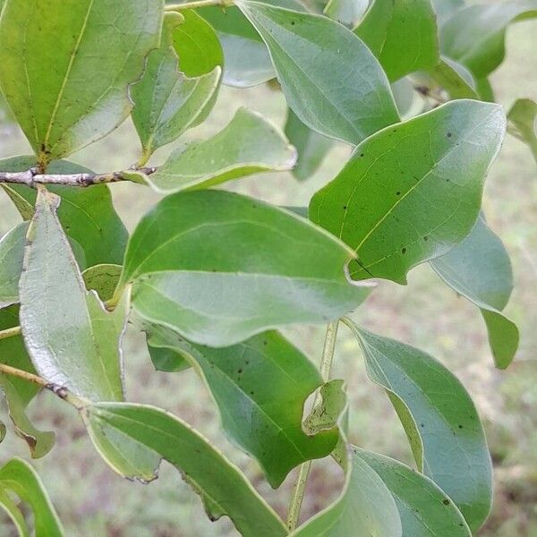 Strychnos spinosa Leaf