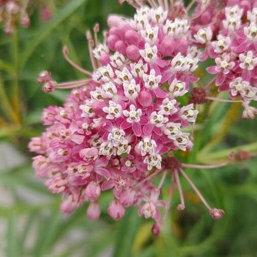 Asclepias incarnata Çiçek