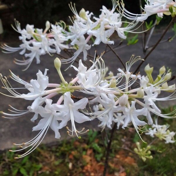 Rhododendron alabamense Bloem