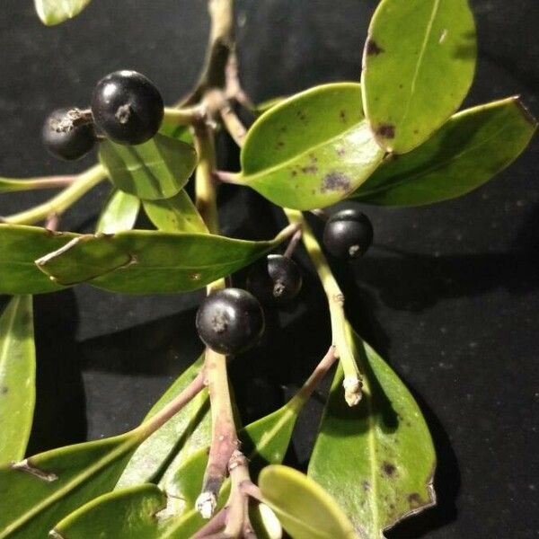 Ilex glabra Fruit