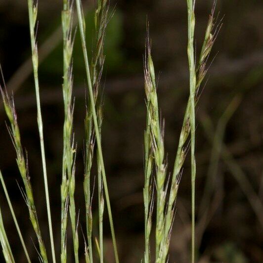 Festuca maritima മറ്റ്