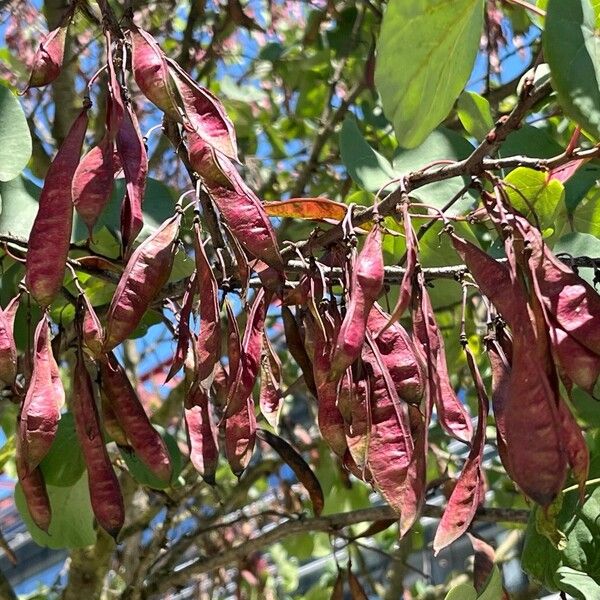 Cercis griffithii Φρούτο