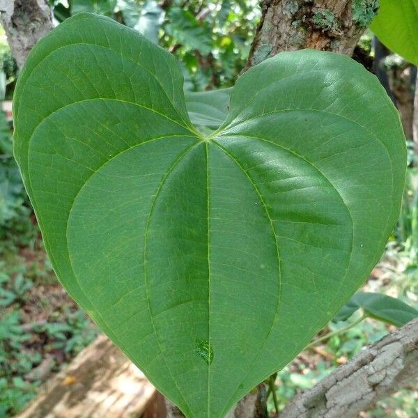 Dioscorea bulbifera Blatt