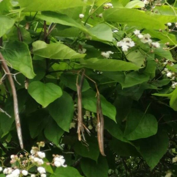 Catalpa bignonioides Kvet