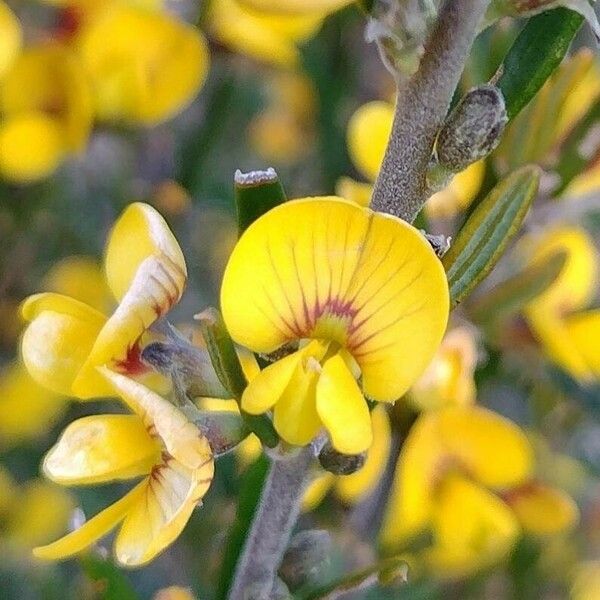 Aotus ericoides Flower