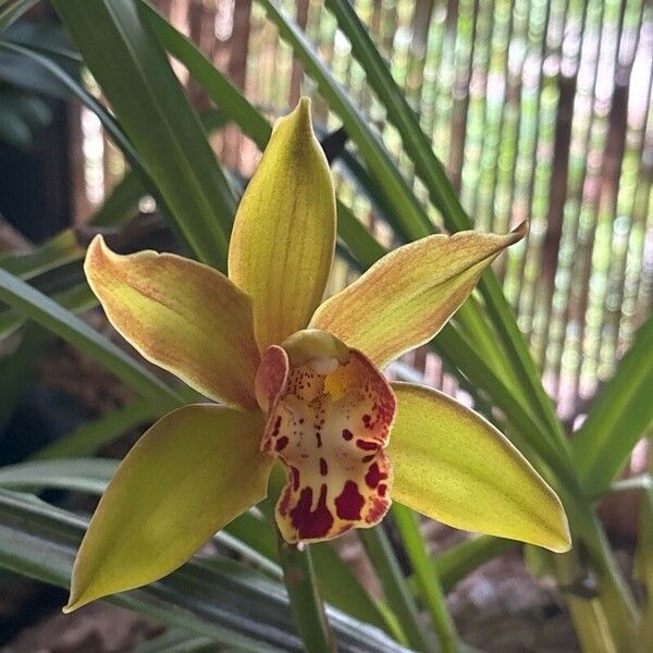 Cymbidium devonianum Fiore