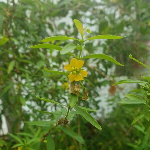 Heimia myrtifolia Flower