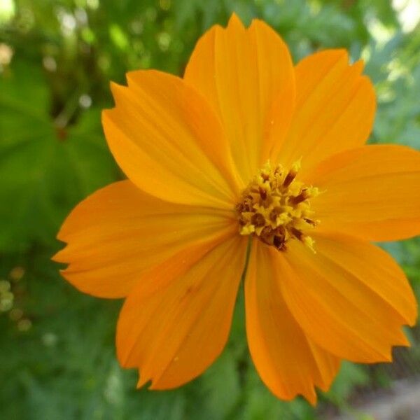 Cosmos sulphureus Žiedas