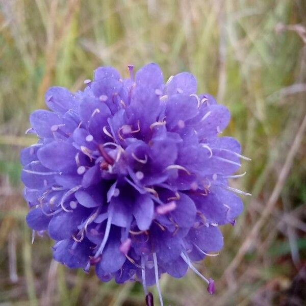 Succisa pratensis Blomst