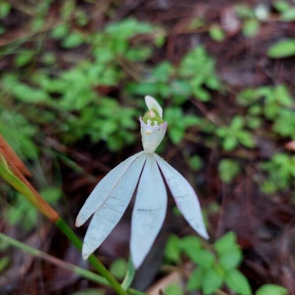 Caladenia catenata Fleur