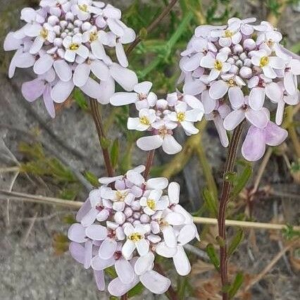 Iberis amara Flower