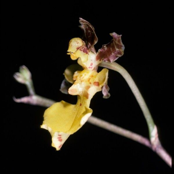 Trichocentrum cebolleta Flower