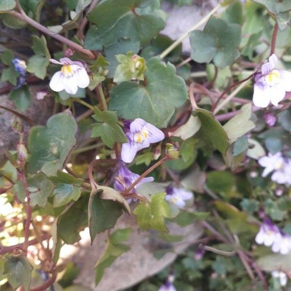 Cymbalaria muralis Flor