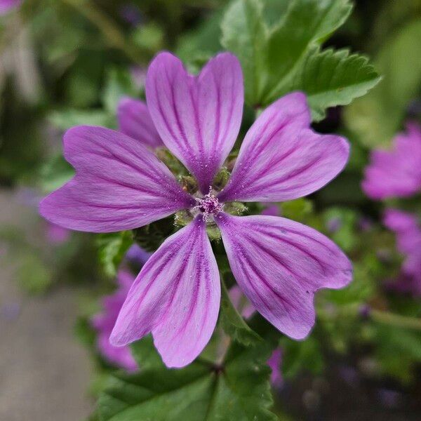 Malva setigera Flor