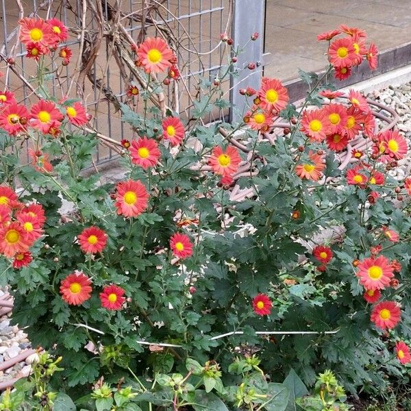 Chrysanthemum × morifolium Λουλούδι