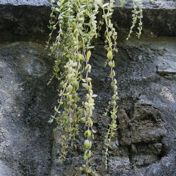 Sedum sarmentosum Hoja