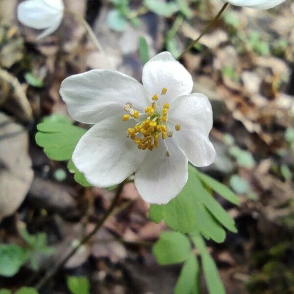 Isopyrum thalictroides Květ