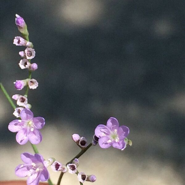 Limonium scoparium 花