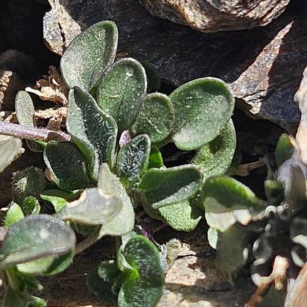 Viola crassiuscula Лист