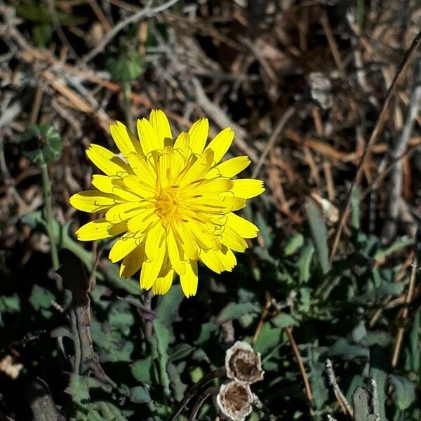 Reichardia picroides Flower