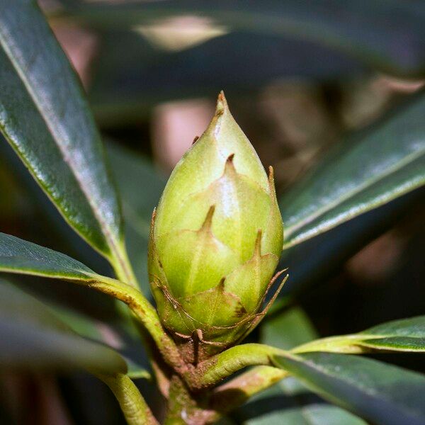 Rhododendron neriiflorum Інше