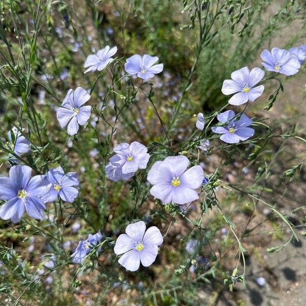 Linum austriacum Flower