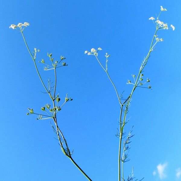 Carum carvi Habit