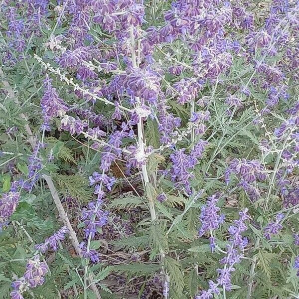 Perovskia atriplicifolia Tervik taim