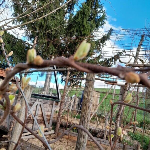 Actinidia chinensis Blad