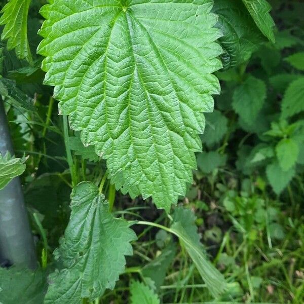 Urtica dioica Leaf