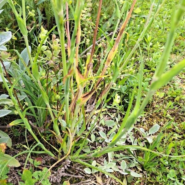 Tragopogon pratensis Hoja