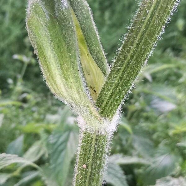 Heracleum sphondylium Кора