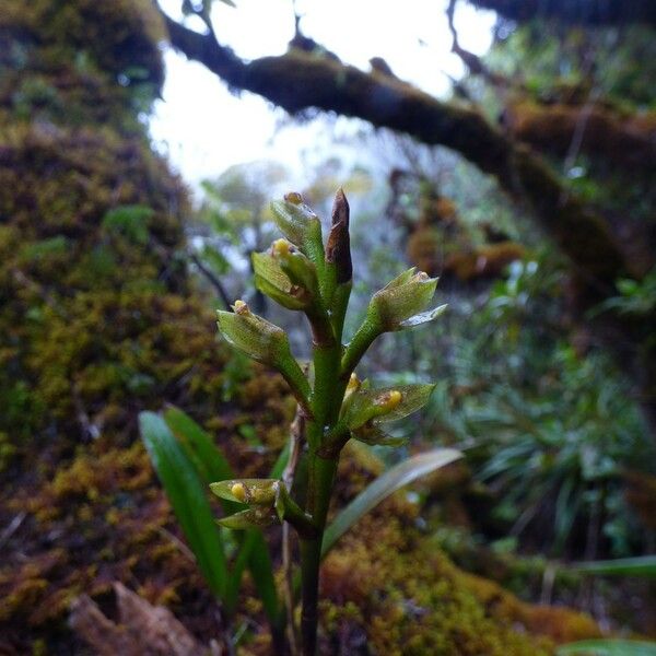Bulbophyllum cylindrocarpum Кветка