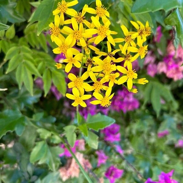 Senecio angulatus Flor